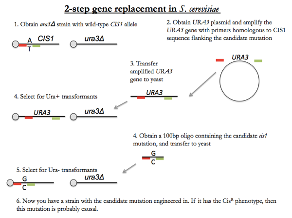 2-step gene replacement