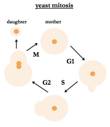 yeast mitosis