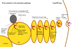 prp-in-the-secretory-pathway-thumbnail