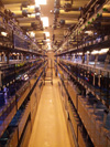 zebrafish-thumbnail