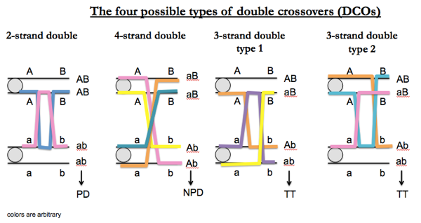 4 types of double crossovers