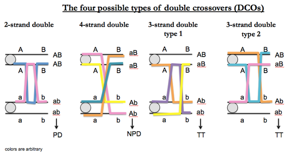 Genetics 03: 'Linkage and tetrad analysis in yeast