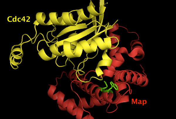 Map binding Cdc42