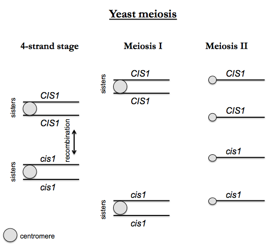yeast meiosis diagram