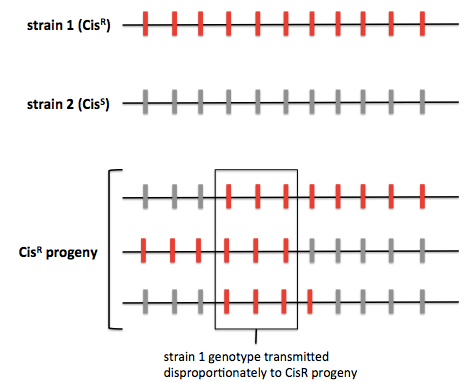 yeast QTL analysis