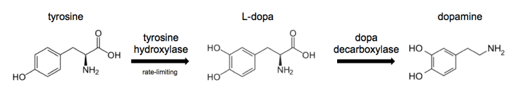 dopamine biosynthesis