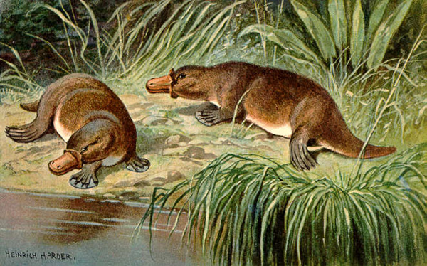 Duck_billed_platypus_schnabeltier-600px