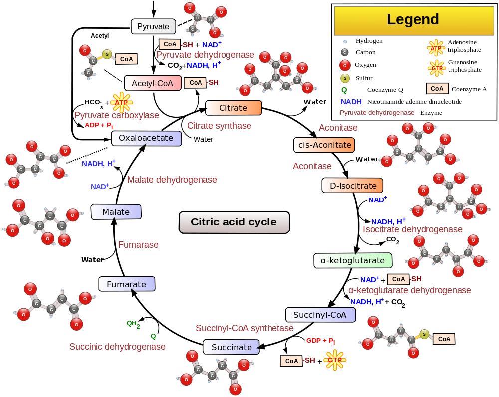 Glycolysis Krebs Cycle Electron Transport Chain Chart