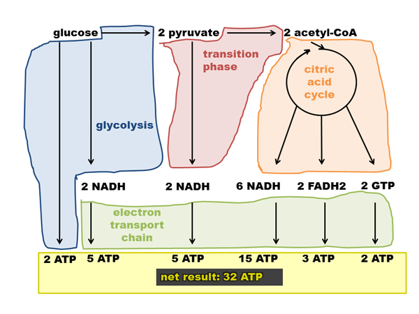 Glycolysis Krebs Cycle Electron Transport Chain Chart