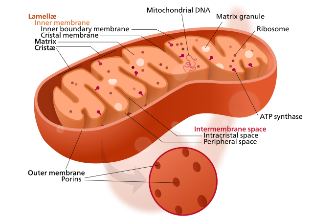 mitochondria