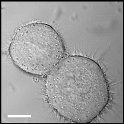 wadia-2008-fig1c