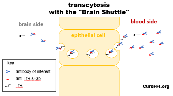 transcytosis-brain-shuttle-diagram